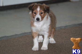 Shetland Sheepdog Puppies for Sale